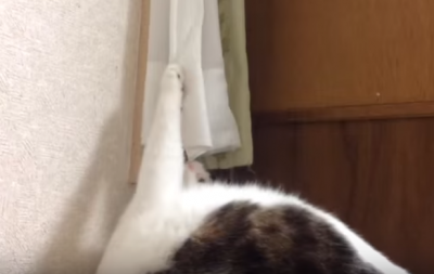 ひっかかって取れない!カーテンに絡まる猫