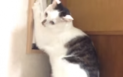 ひっかかって取れない!カーテンに絡まる猫