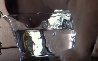 インコの水浴び用水を飲んでしまった猫
