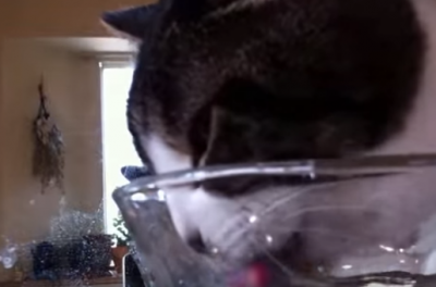 インコの水浴び用水を飲んでしまった猫