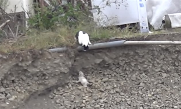 kyuusyutuoyako_R