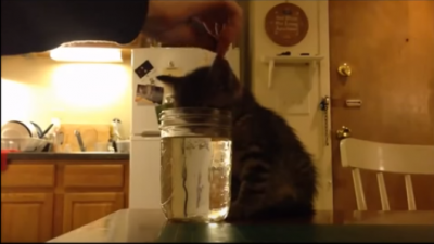 何故、水を飲む姿勢で子猫は寝てしまったのか?