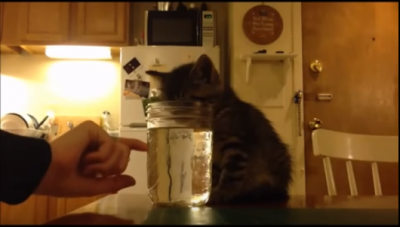 何故、水を飲む姿勢で子猫は寝てしまったのか?