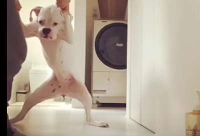 なぜか面白い・・引きずられていくボクサー犬