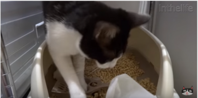 猫、トイレの後はティッシュを使います?