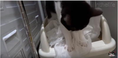猫、トイレの後はティッシュを使います?