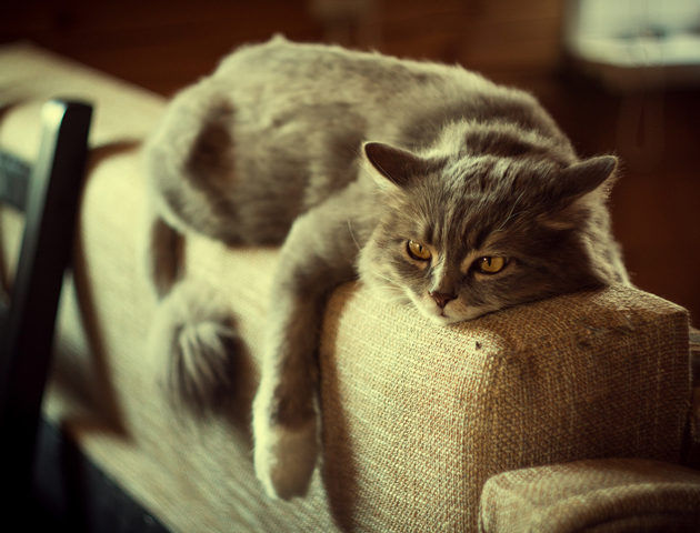 猫がストレスを感じたときに見せるサインは?