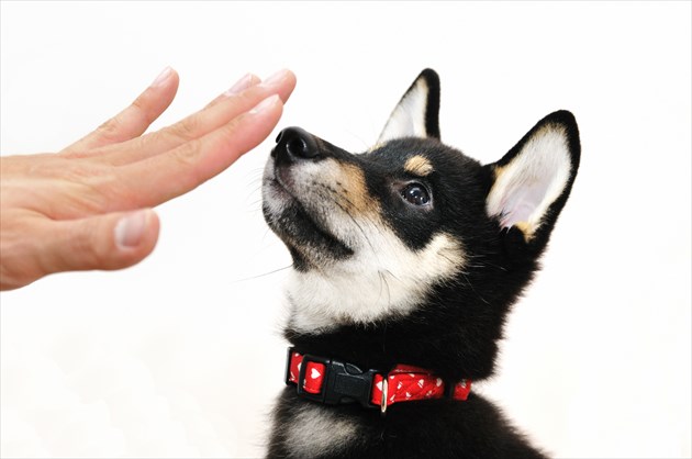 shutterstock_346703531_R