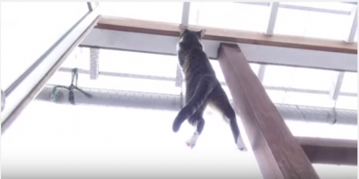 まるで忍者の様に張り付く猫