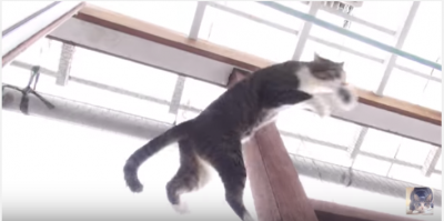 まるで忍者の様に張り付く猫