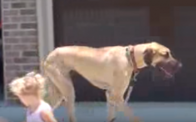 散歩してるの?されてるの?大型犬と女の子