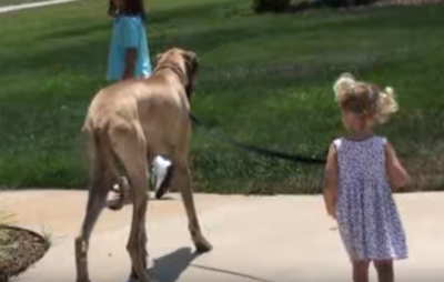 散歩してるの?されてるの?大型犬と女の子