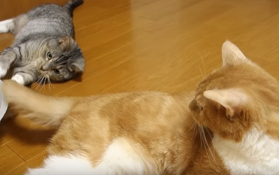 勝手に姉の尻尾で遊びはじめる猫