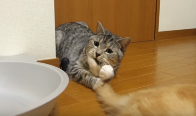 勝手に姉の尻尾で遊びはじめる猫
