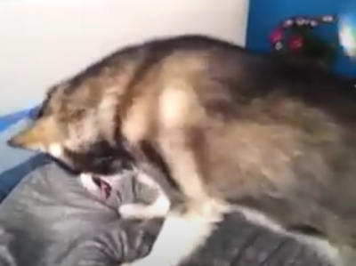 これは辛い!目覚まし犬の大活躍