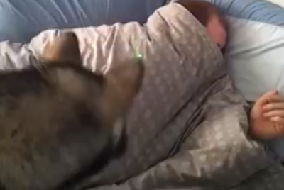 これは辛い!目覚まし犬の大活躍