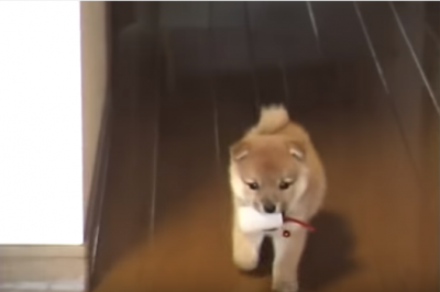 生後二ヶ月の柴犬、寝てても起きても可愛すぎ!