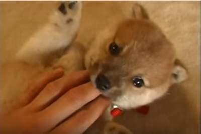 生後二ヶ月の柴犬、寝てても起きても可愛すぎ!