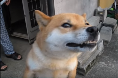 一年ぶりの再会に熱烈歓迎の柴犬