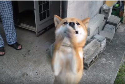 一年ぶりの再会に熱烈歓迎の柴犬