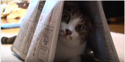 新聞紙のトンネルのお家に入る猫、その後は?
