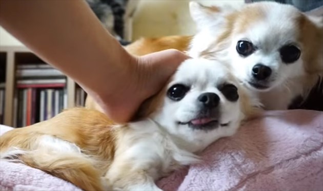 nadetechihuahua_R