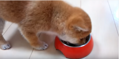 食欲旺盛な柴犬の子犬、よーいドン!