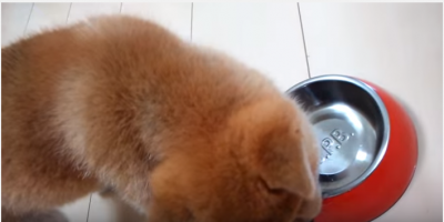 食欲旺盛な柴犬の子犬、よーいドン!