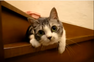 お帰りニャン!待ちきれず階段でゴロニャン