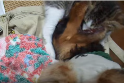 やめてー!子猫の激しい犬吸いに悶える犬