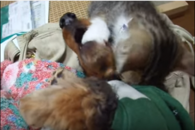やめてー!子猫の激しい犬吸いに悶える犬