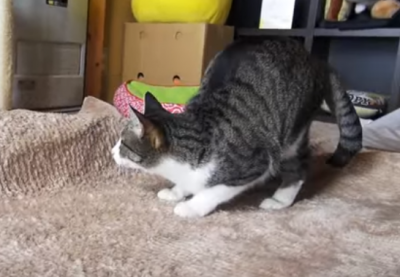 せっかく狙ってたのに!犬に邪魔された猫