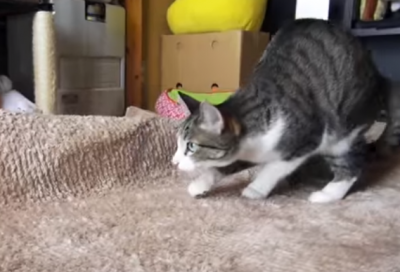 せっかく狙ってたのに!犬に邪魔された猫