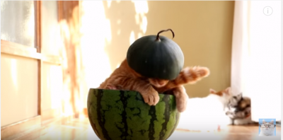 スイカの中にすっぽりと入る猫
