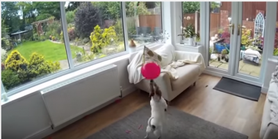 ドリブラー犬、風船を追いかける
