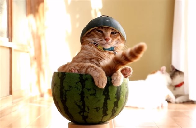 suikacat_R