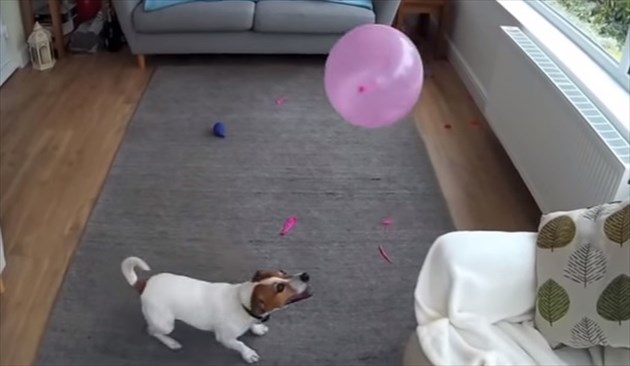 balloondog_R
