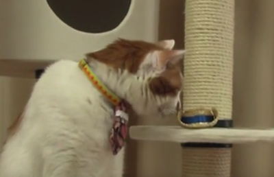 頭はやめて!帽子がキライなおしゃれ猫