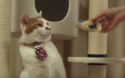 頭はやめて!帽子がキライなおしゃれ猫
