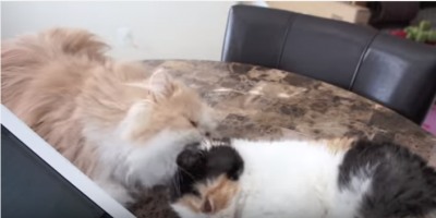 帽子を被った様なモフモフな猫、怒られる
