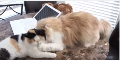 帽子を被った様なモフモフな猫、怒られる