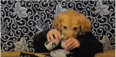 犬が演じる働く日本のサラリーマン!