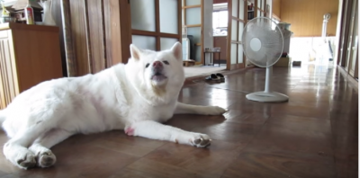 秋田犬の元気くん流、お経の唱え方