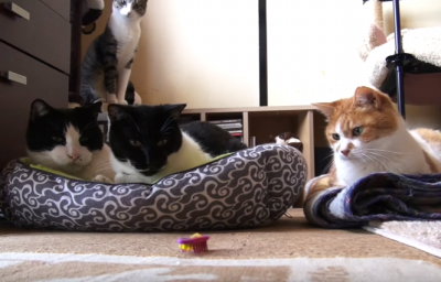 興味なし?おもちゃを見ているだけの猫たち