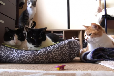 興味なし?おもちゃを見ているだけの猫たち