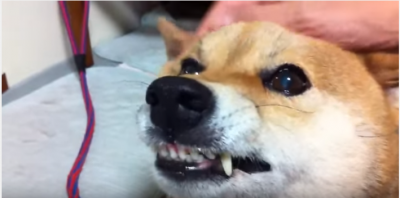 何故?頭を撫でられると怒る柴犬