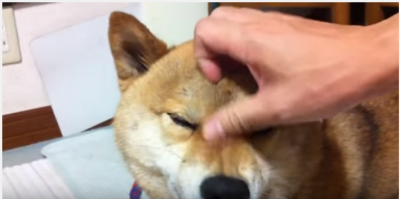 何故?頭を撫でられると怒る柴犬