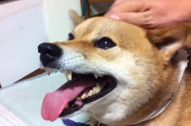 atamawonaderarerushiba_R