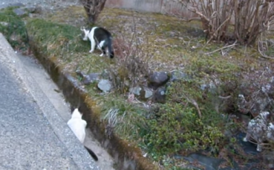 ダッシュで逃げる!シャム猫のイタズラ