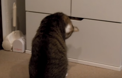 引き出しを開ける猫、中身にビックリ!!